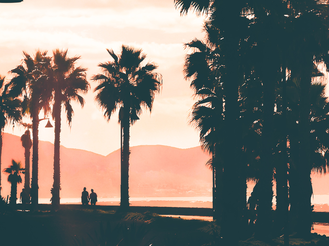 View Palmtrees by Costin Mocanu