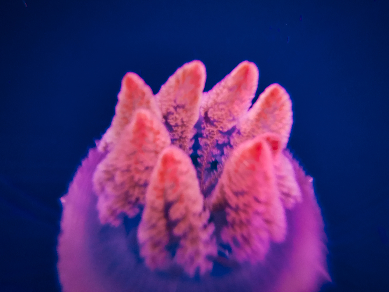 View Pink Jelly by Costin Mocanu