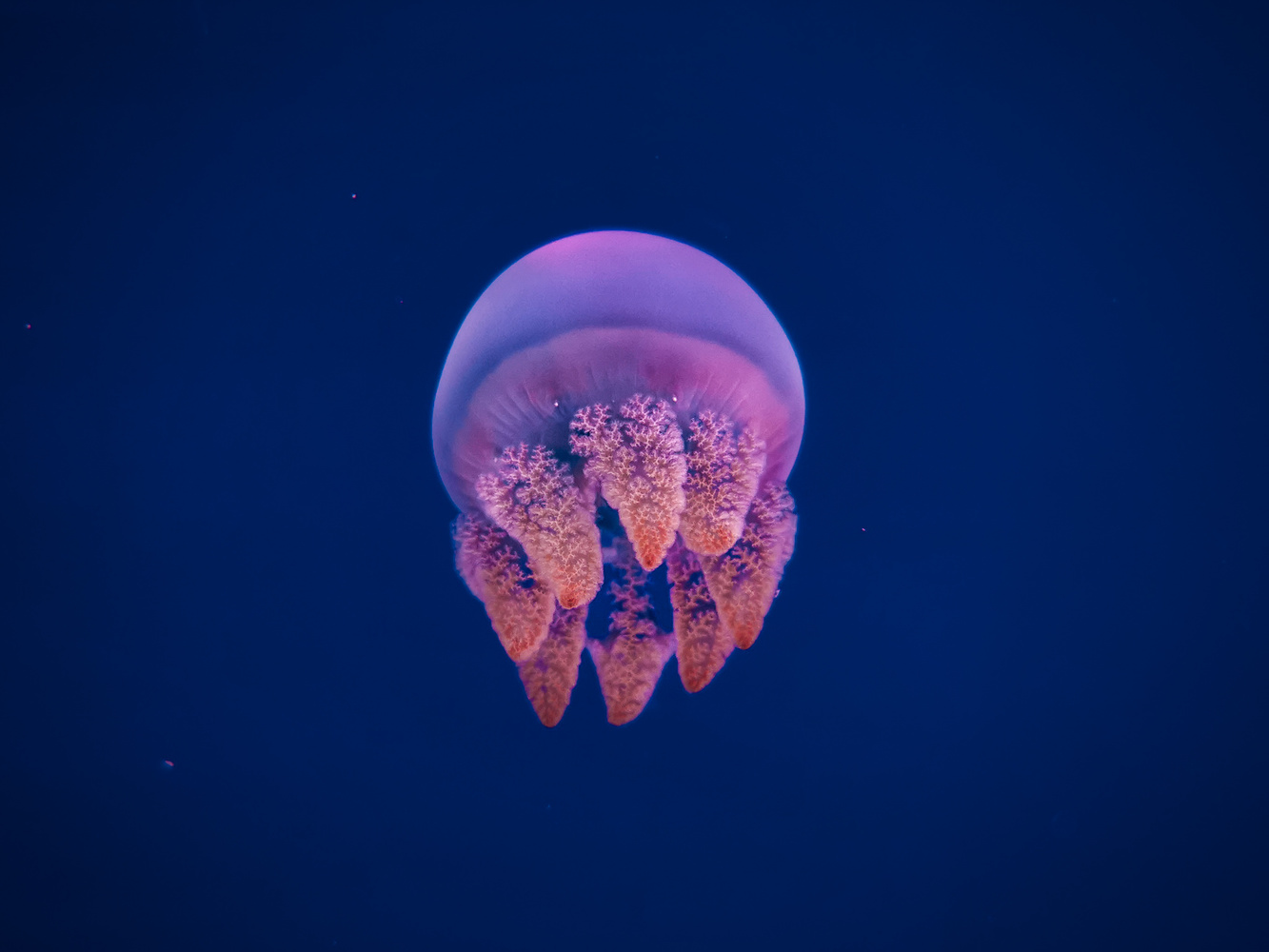 View Don't be jelly by Costin Mocanu