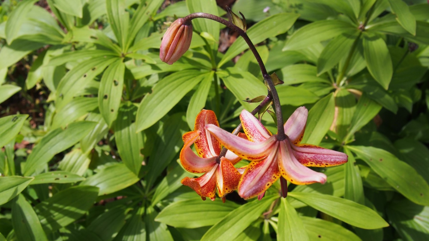 View A flower. by Eero Muhonen