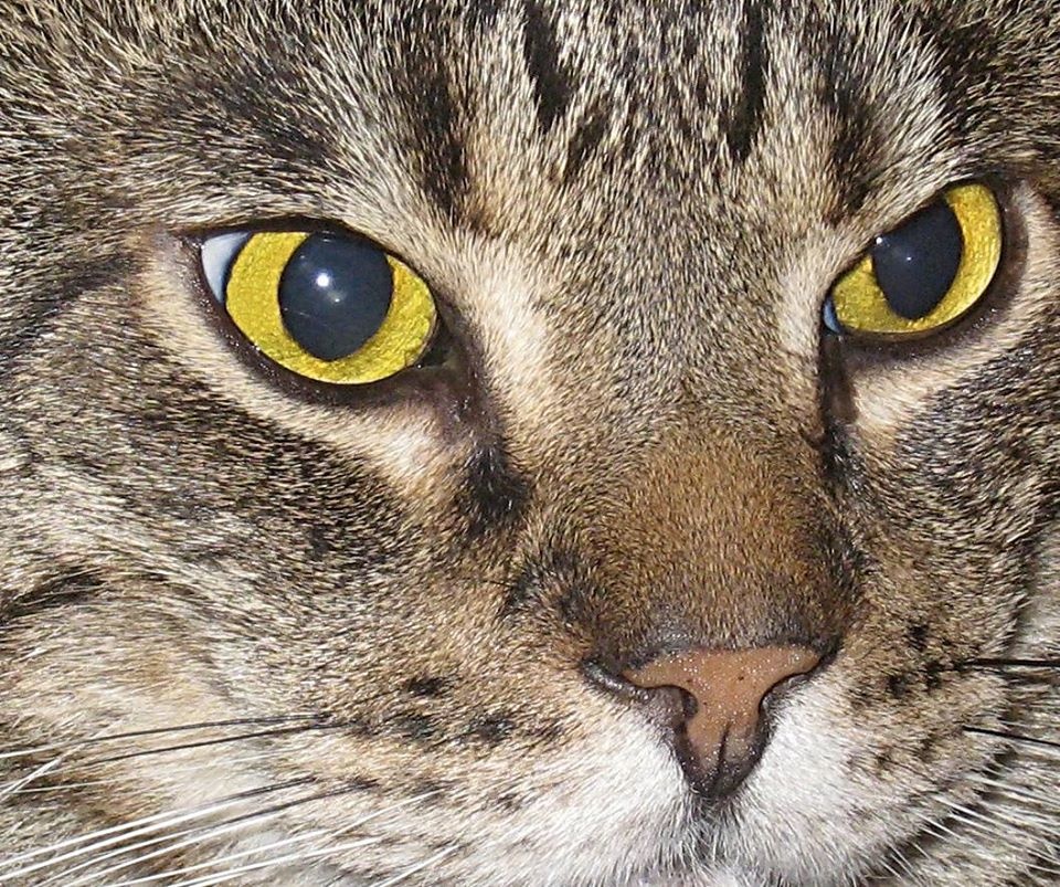 View Our belowed cat. So 'friendly' always:) by Eero Muhonen