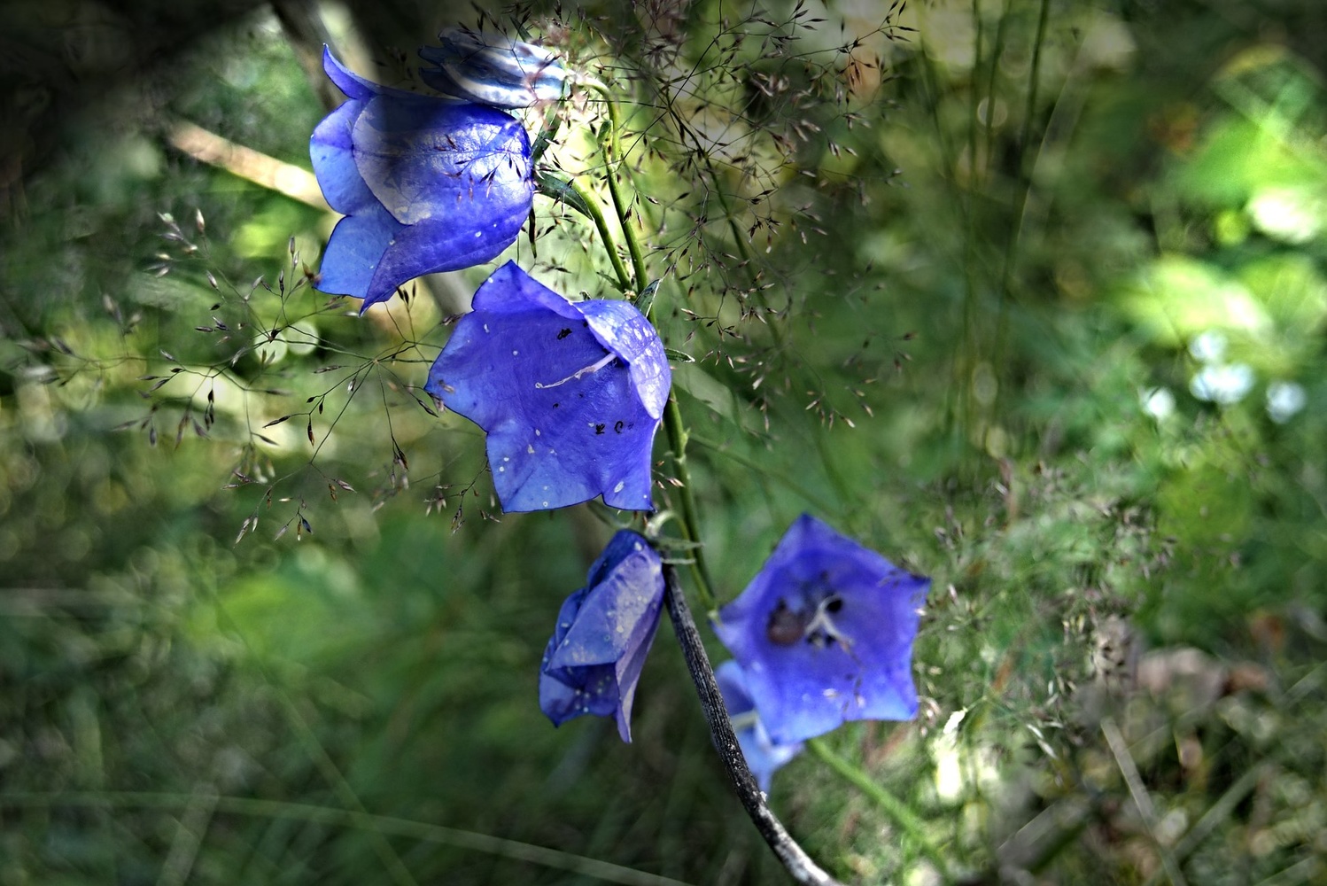 View Blue  flower. Ya name it:) by Eero Muhonen