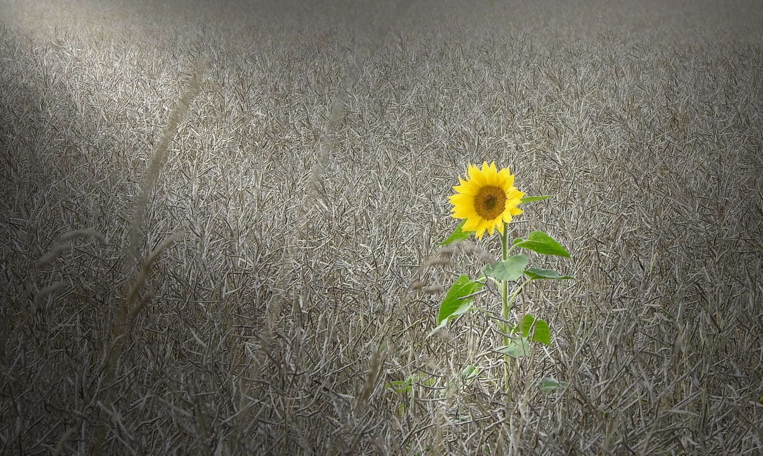 View A lonely guy. by Eero Muhonen