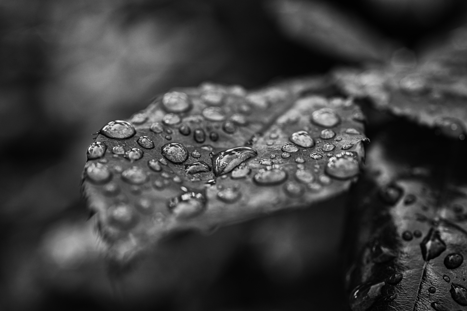 View Raindrops by Nicholas Moncada