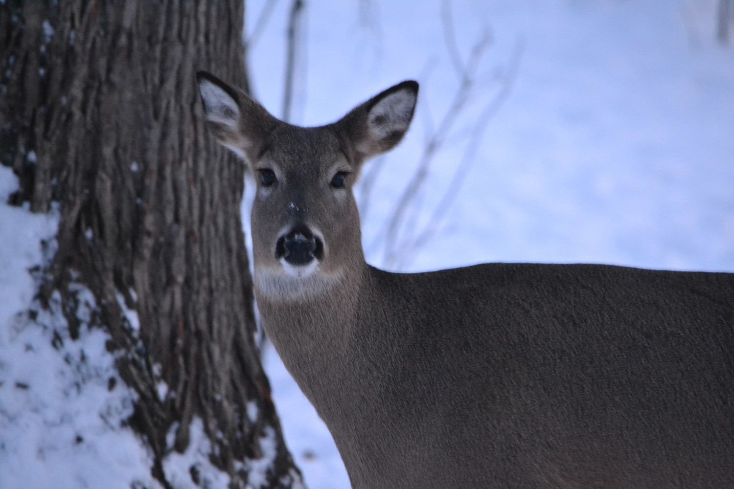 View Deer Portrait by Devon Stearns