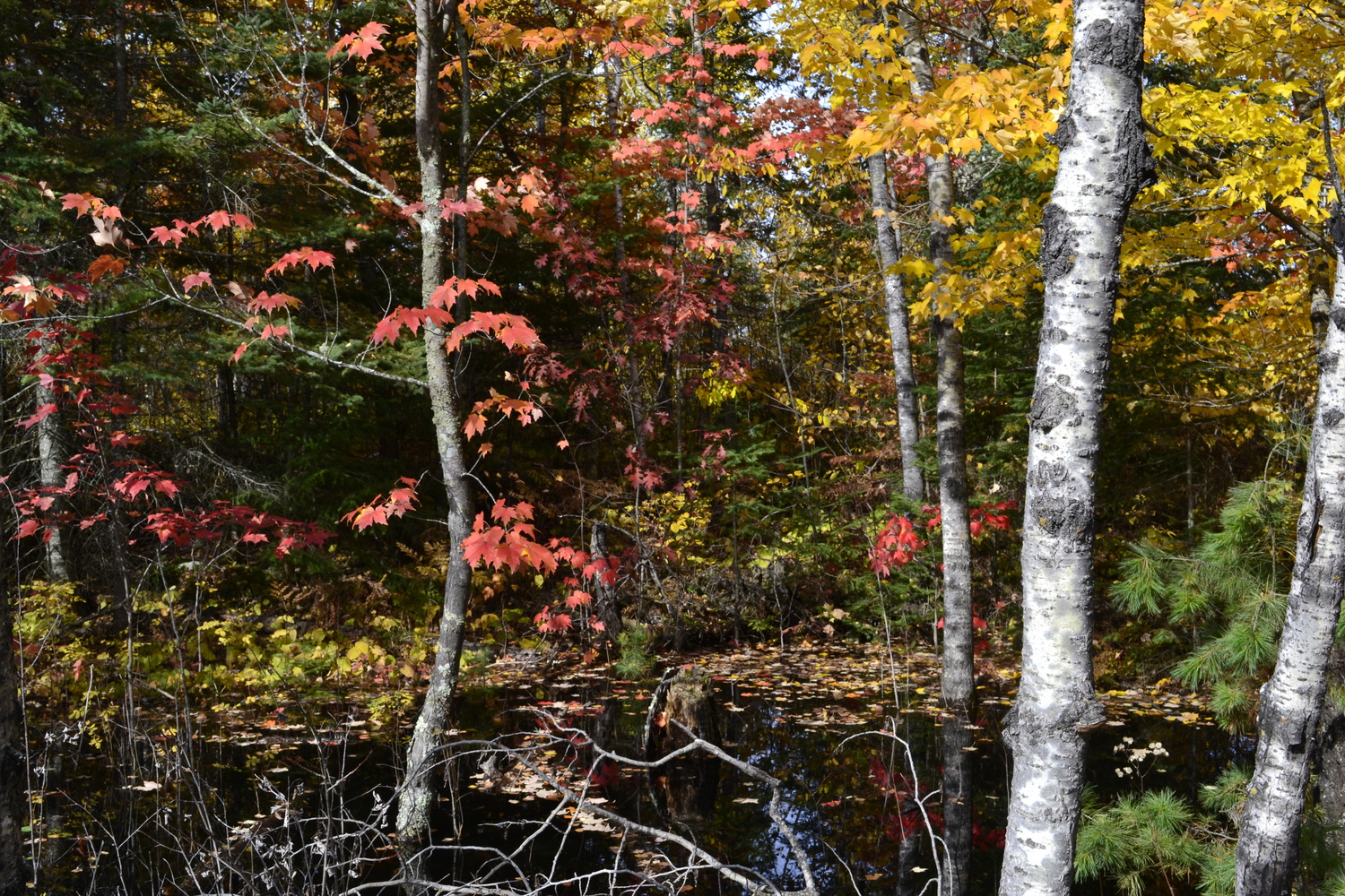 View Fall Has Begun by Devon Stearns