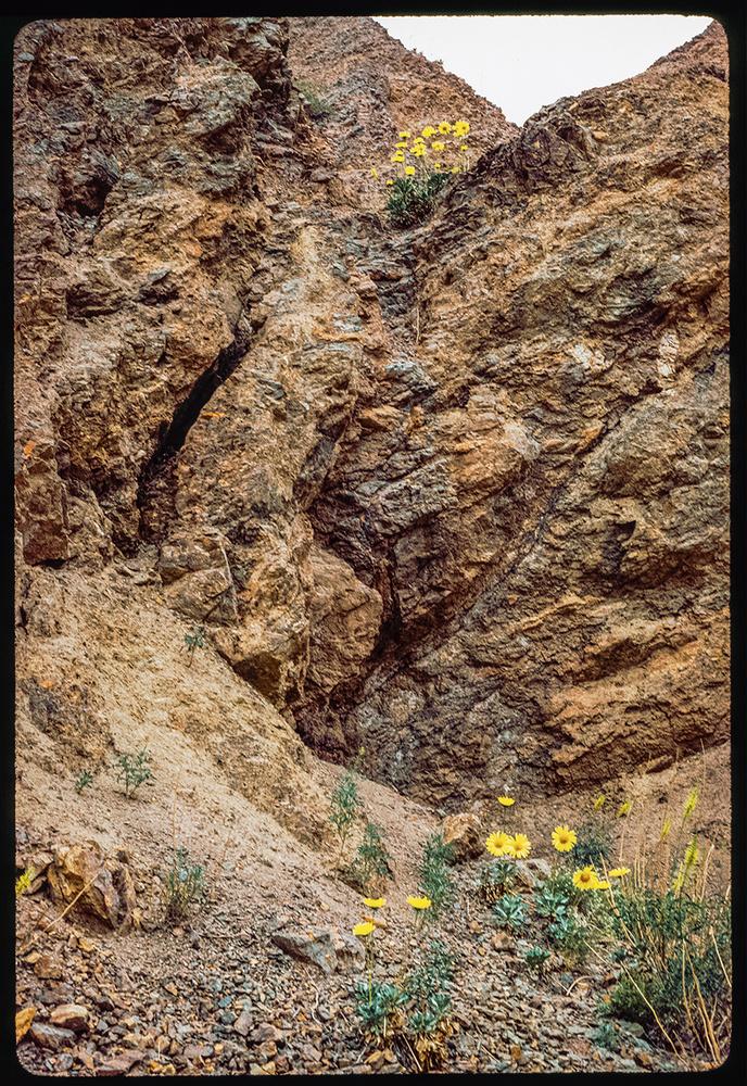 View Panamint Mnt. Bouquet / Please Don’t Pick The Daisies by Paul Kister