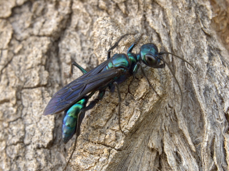 ワスプス wasps ビステ カンタベリー 329635751fe9deed4e152202723213