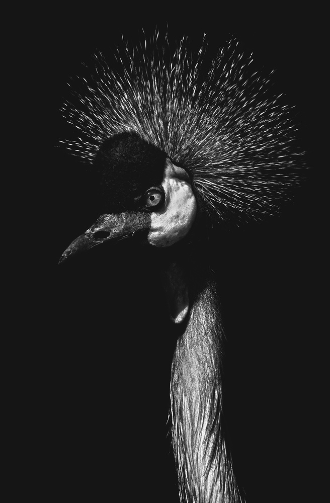 View B&W Bird by NORBERT NAGY