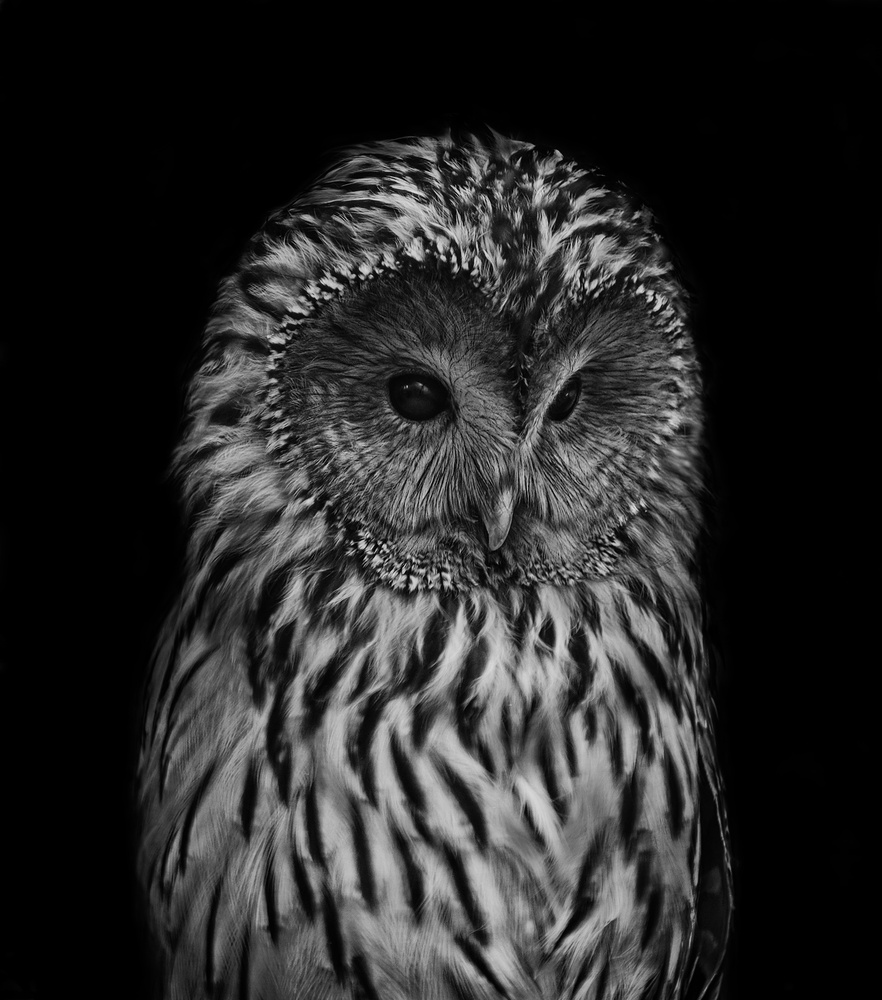 View OWL by NORBERT NAGY