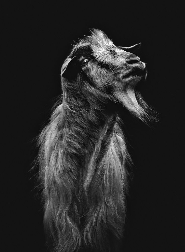 View Goat by NORBERT NAGY