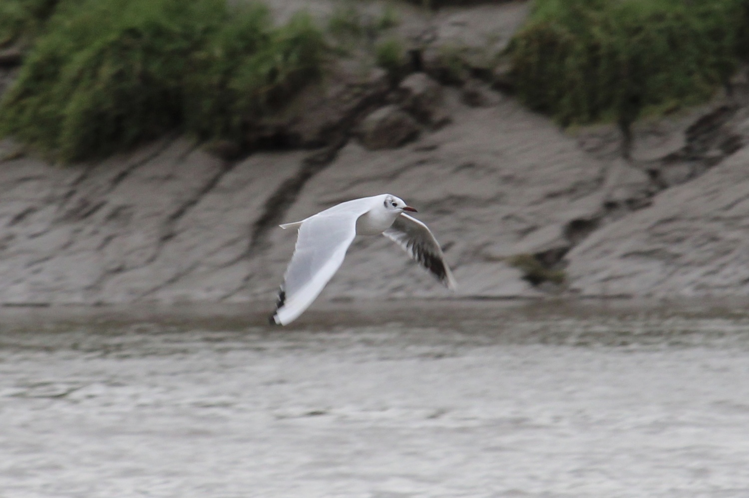 View Black headed gull by Dan Shields