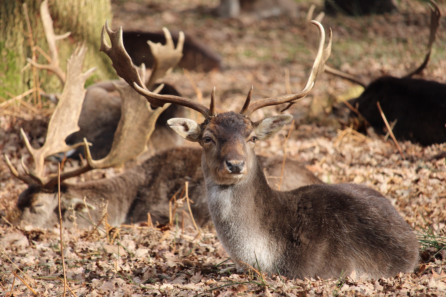 View Fallow Deer by Dan Shields