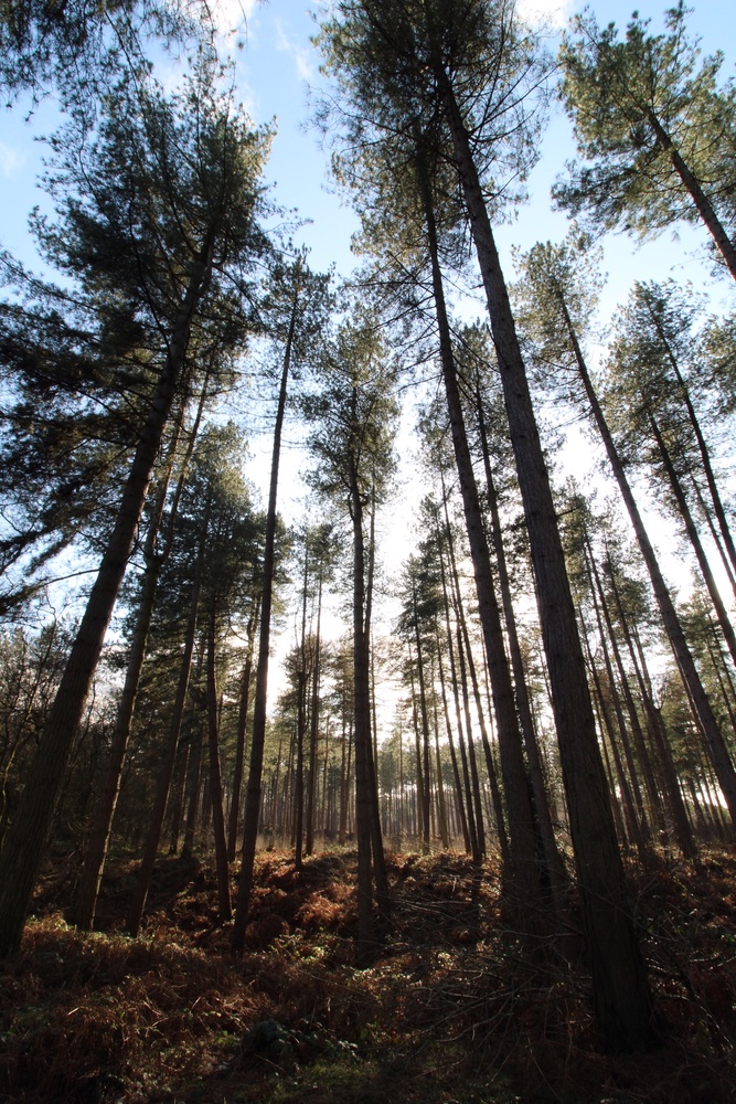 View Deep in Delamere by Dan Shields