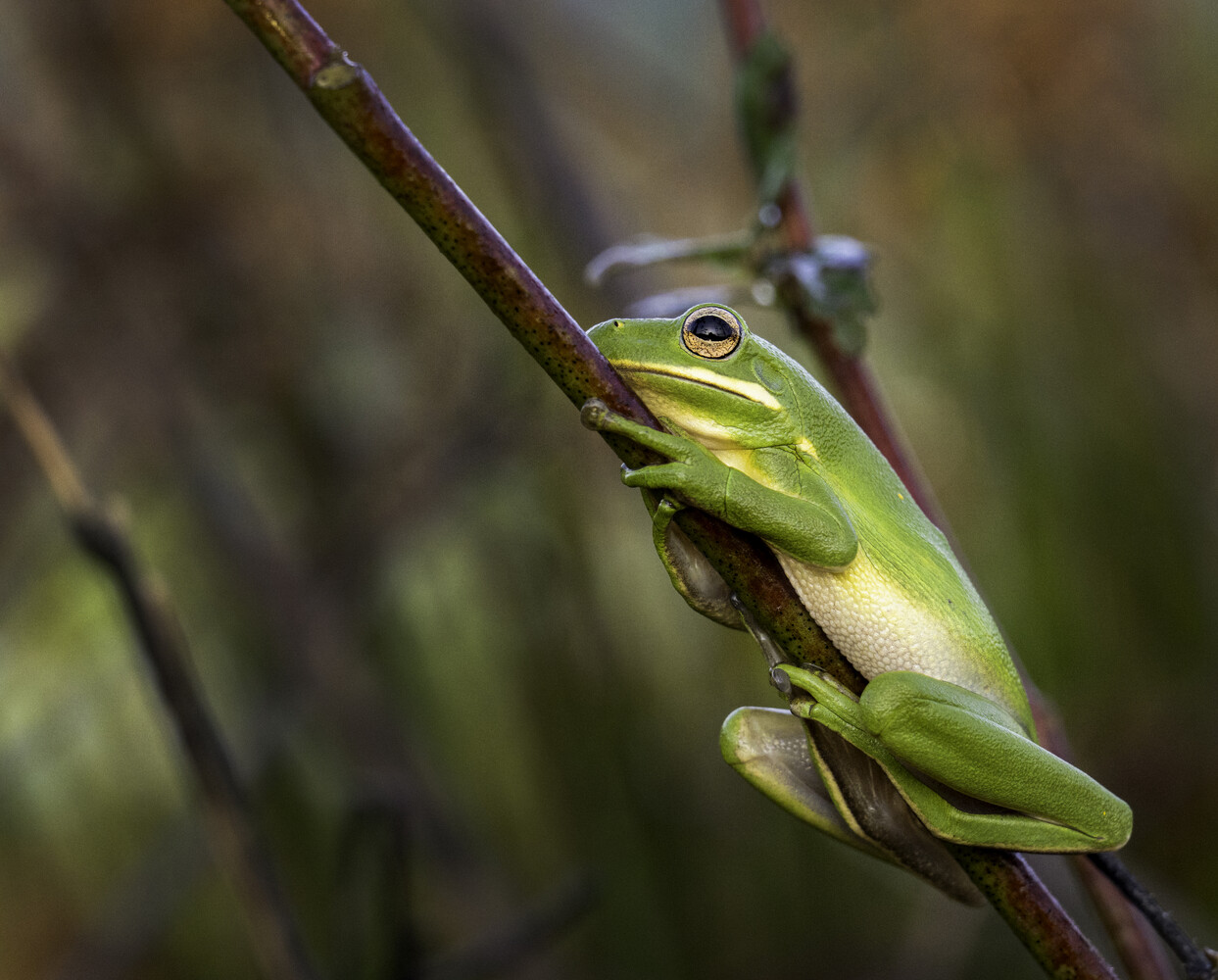 Green tree frog clinging to a thin brown branch with blurred foliage background