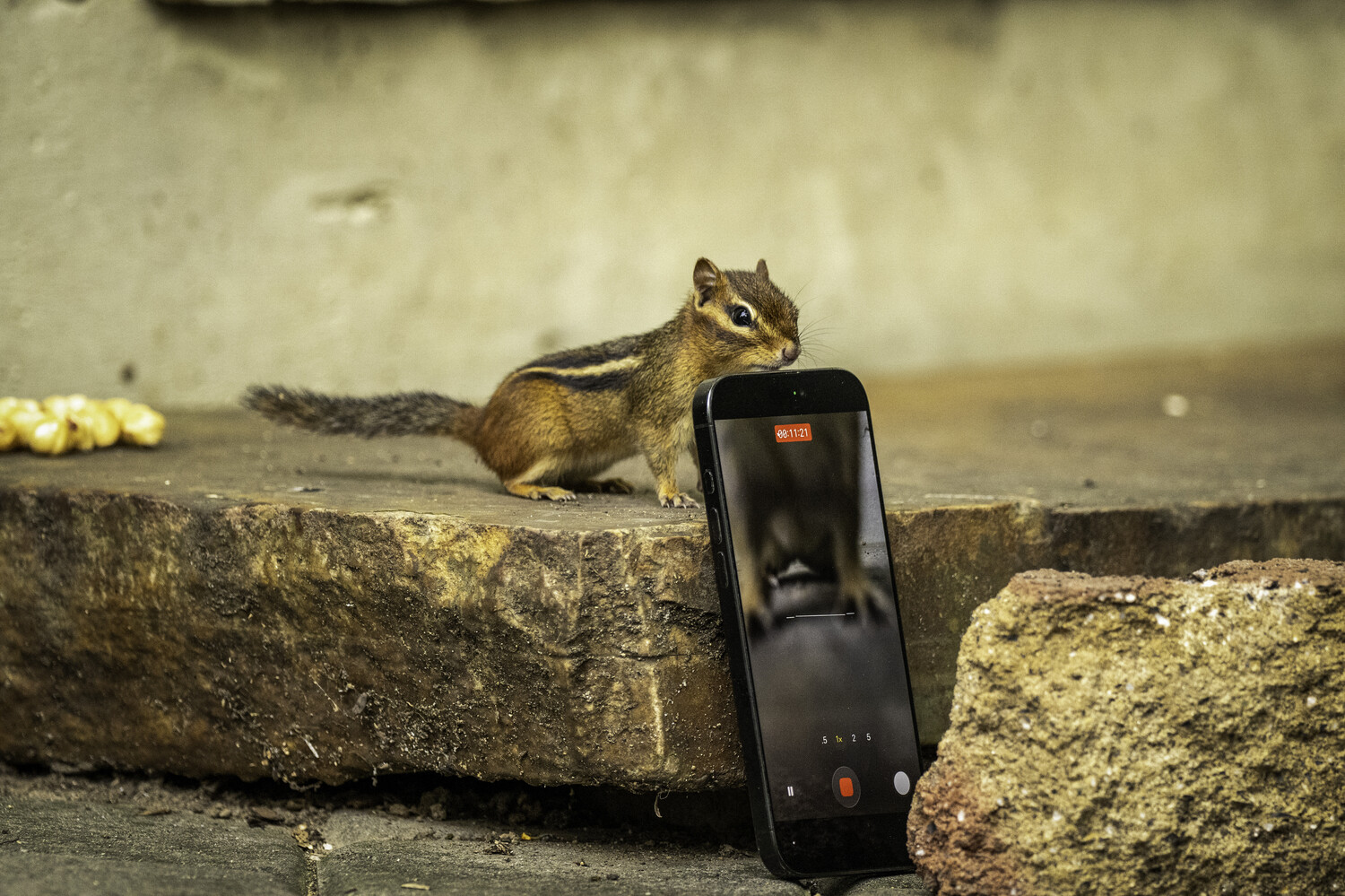 Chipmunk standing on a concrete ledge next to a black smartphone