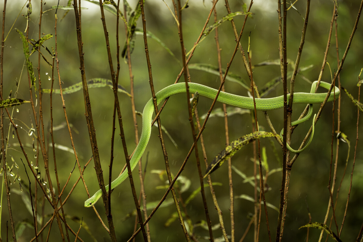 Green vines and brown tendrils intertwined with soft, diffused natural light creating depth of field