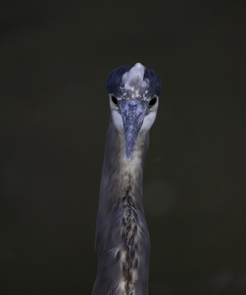 Close-up frontal view of a grey heron with its long blue-grey bill and white-and-black plumed head pointed straight at the camera against a dark background.