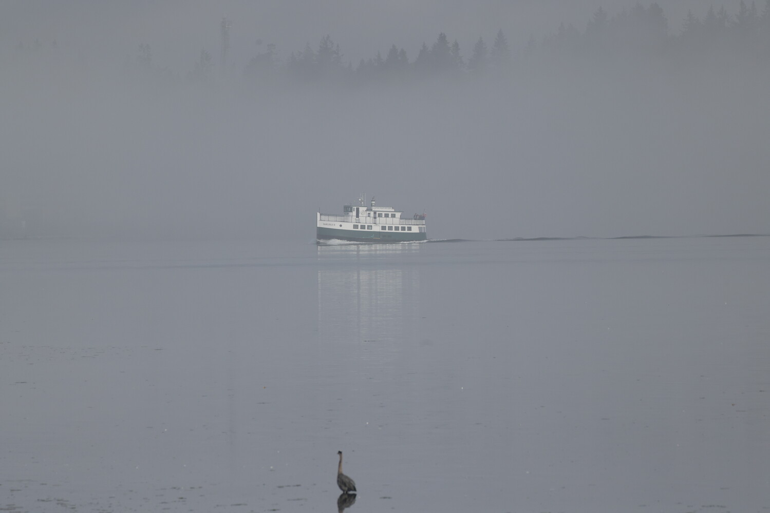 Riverboat and pelican in heavy fog on calm water