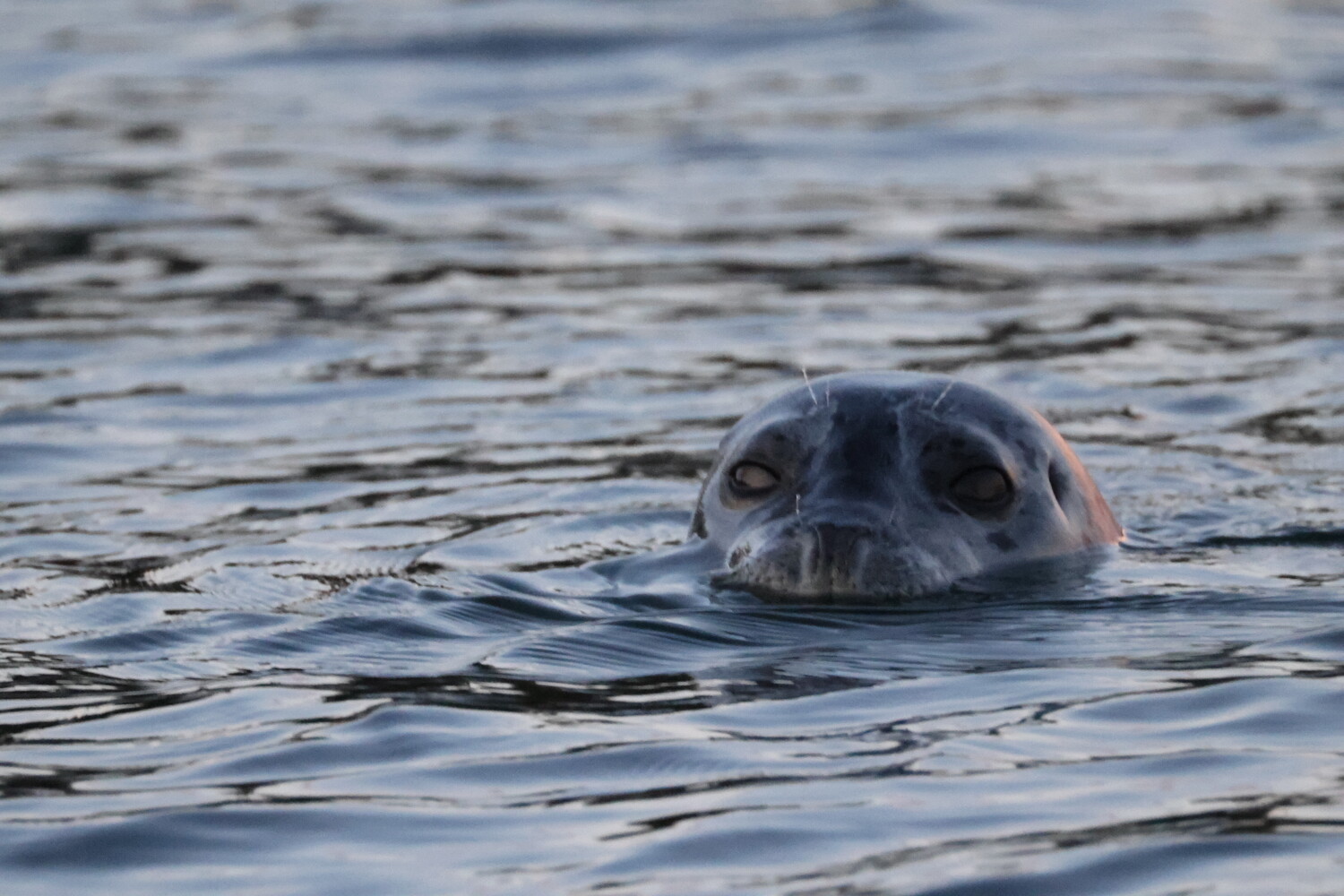 A gray seal with dark eyes and whiskers peeks its head above the rippled surface of dark blue water.