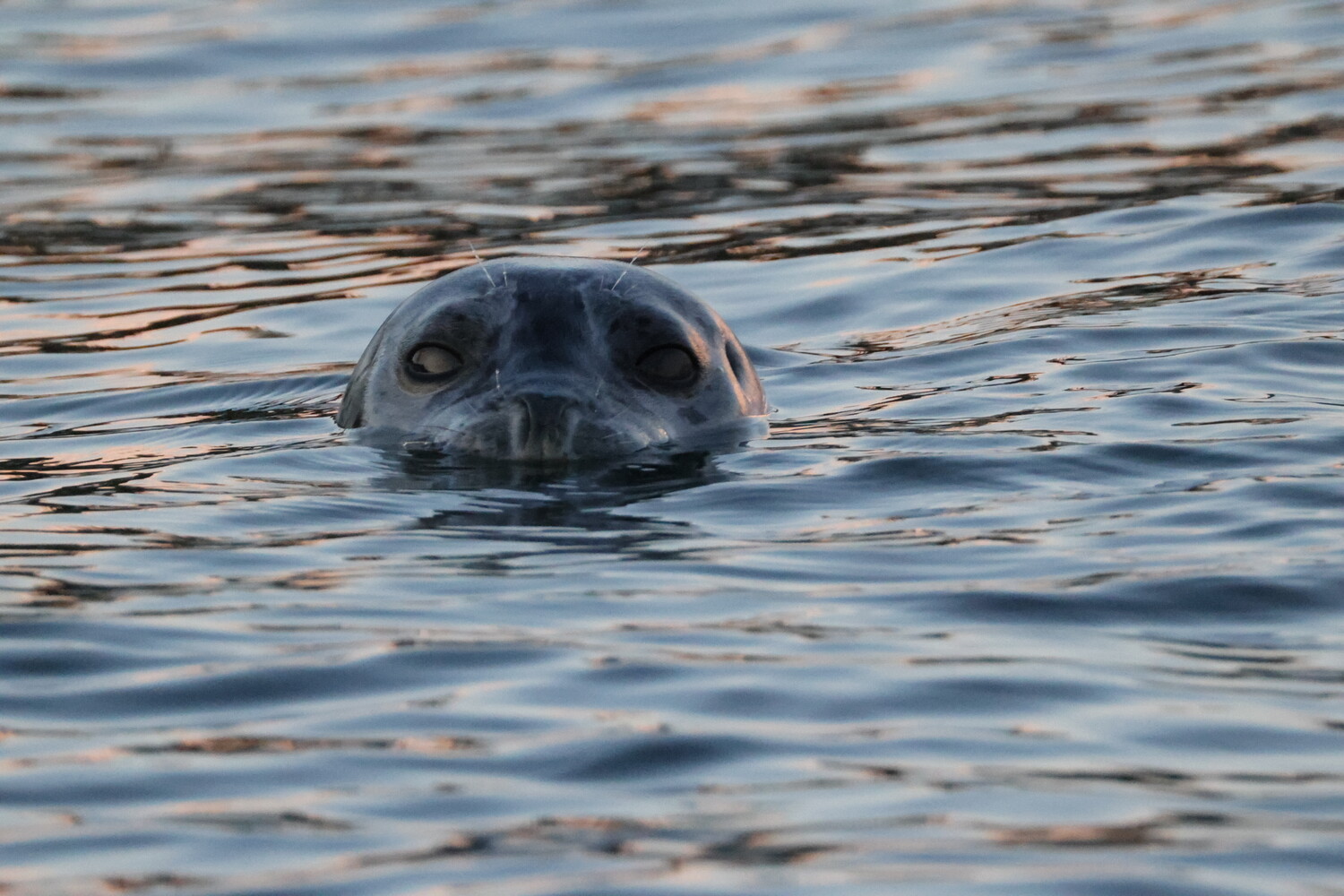 A gray seal's head peeks above rippled water, looking directly at the camera.