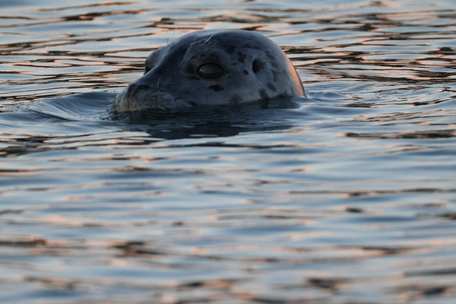 Grey seal with dark spots peeking its head above calm, rippling water in warm low light