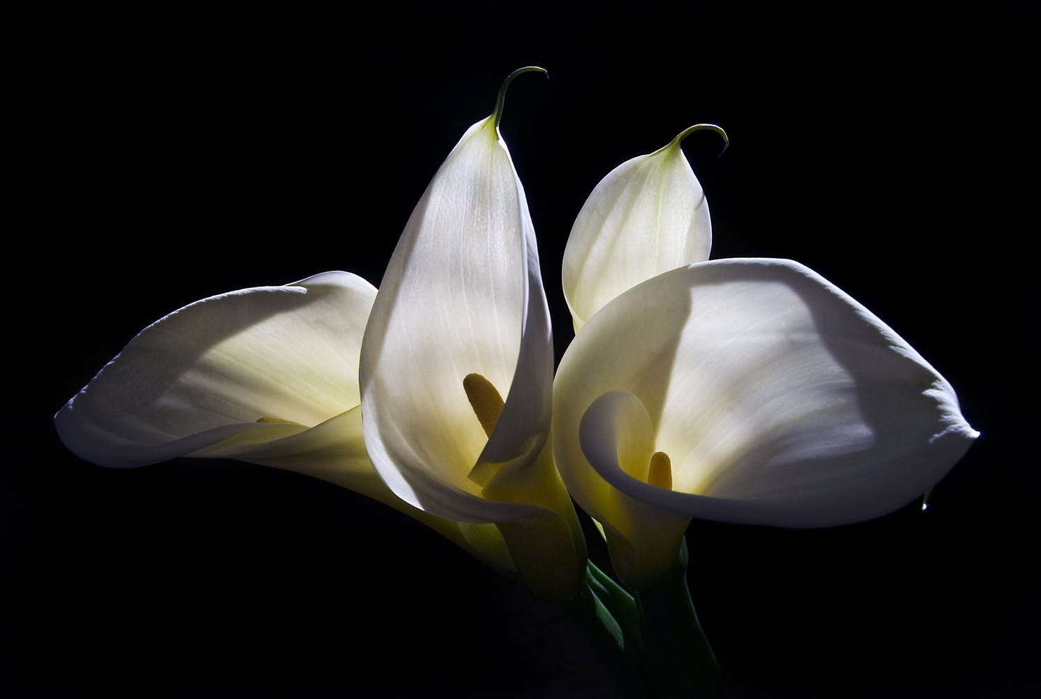 View Untitled 1 by Marc Sheridan