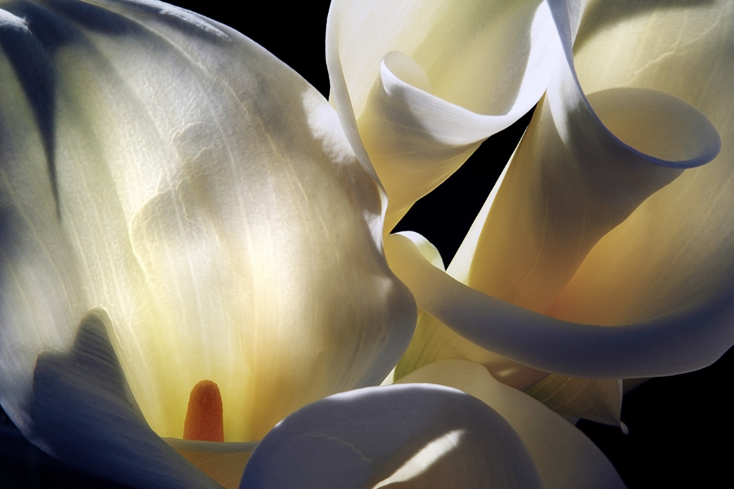 View Untitled 2 by Marc Sheridan