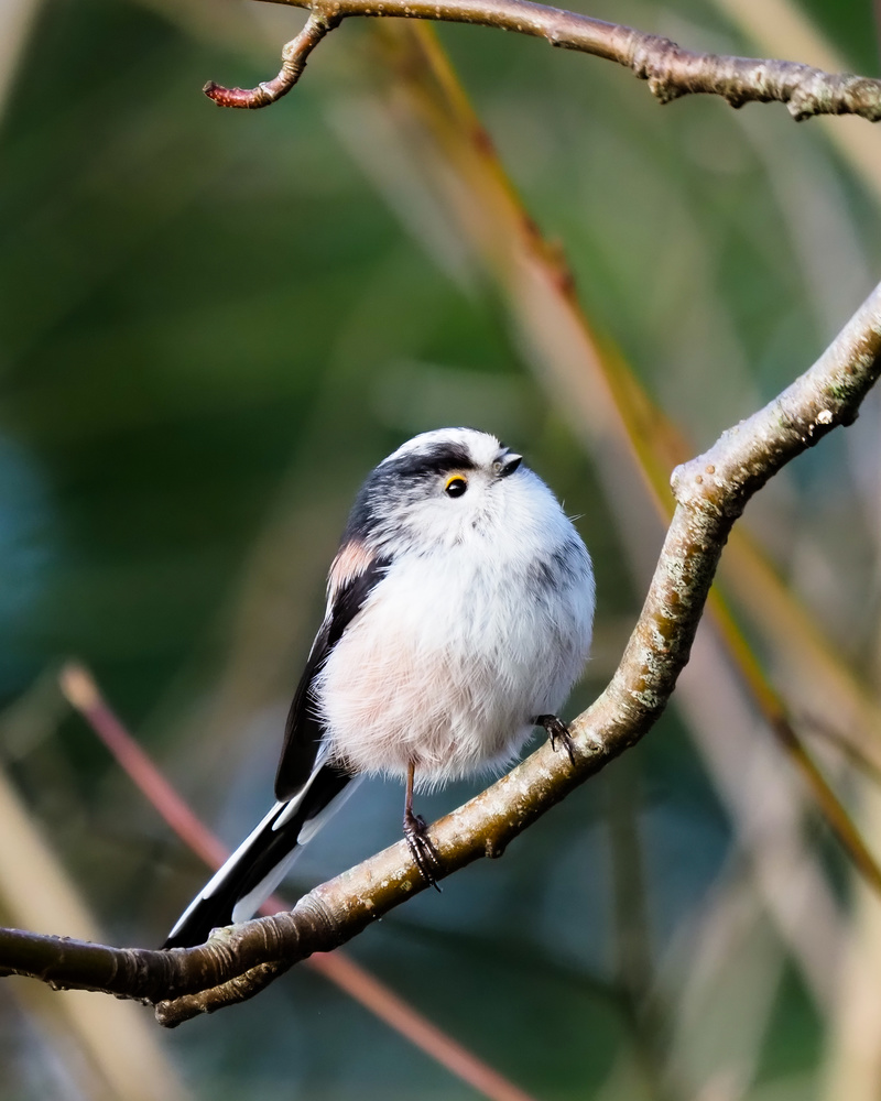 View Long Tailed Tit by Matt Hitchins