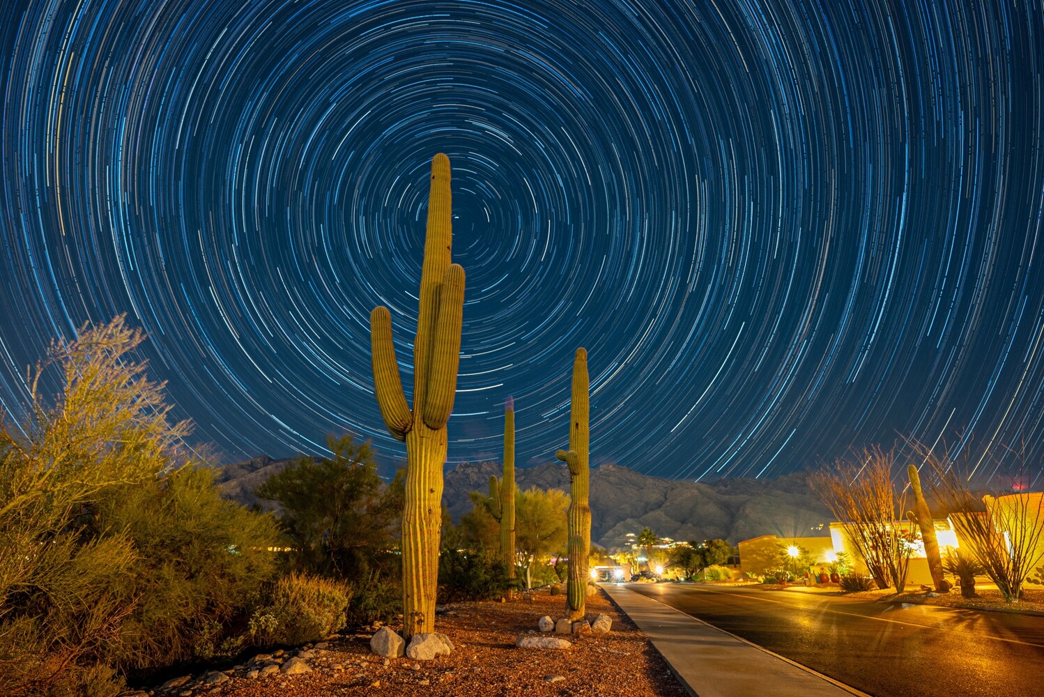 Saguaro cactus silhouetted against concentric star trails in night sky