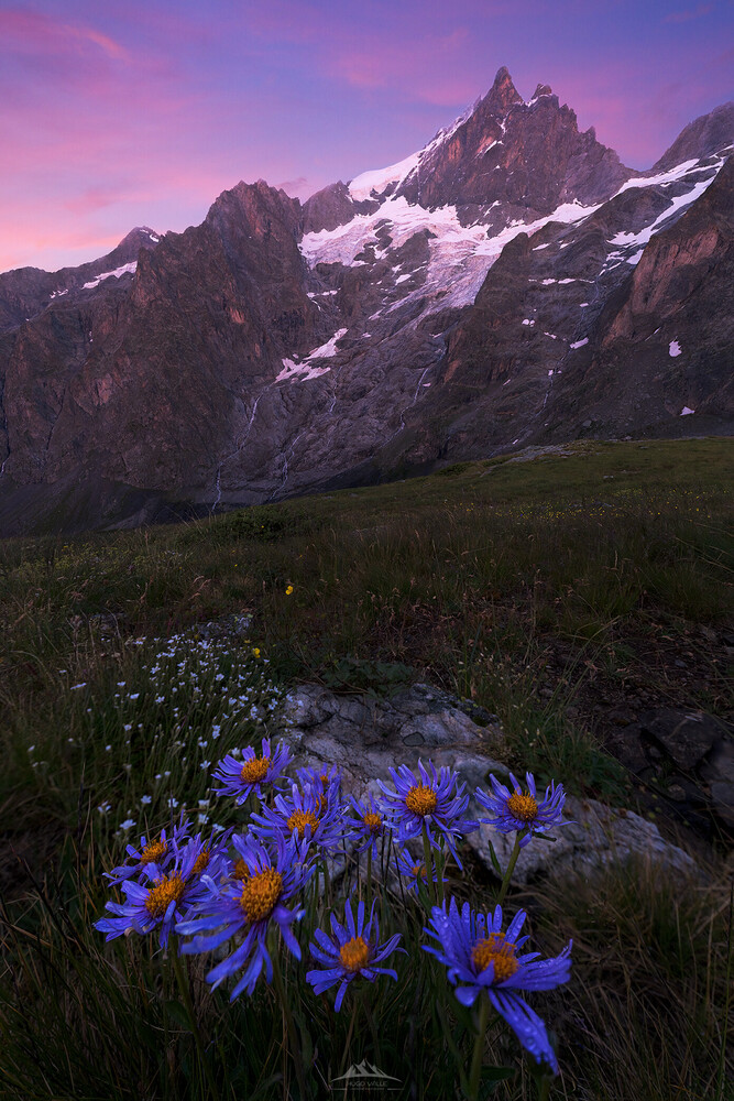 Alpine flowers with snow-capped mountain peak at twilight
