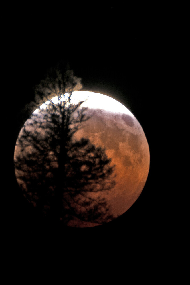 Silhouetted tree branches frame a reddish-orange lunar eclipse against black sky