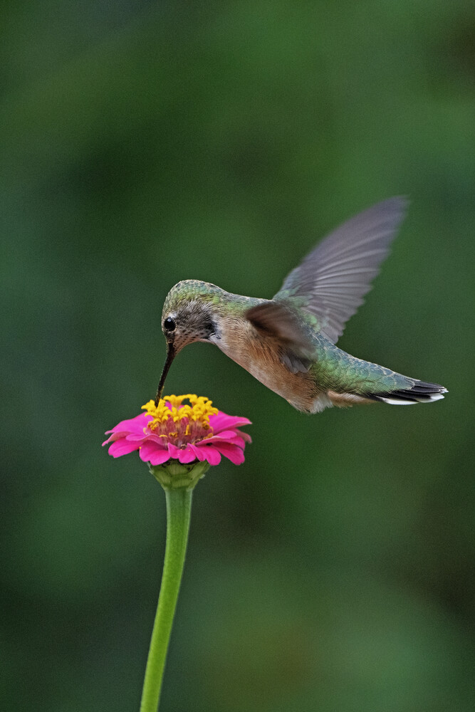 Hummingbird hovering over pink zinnia flower against blurred green background
