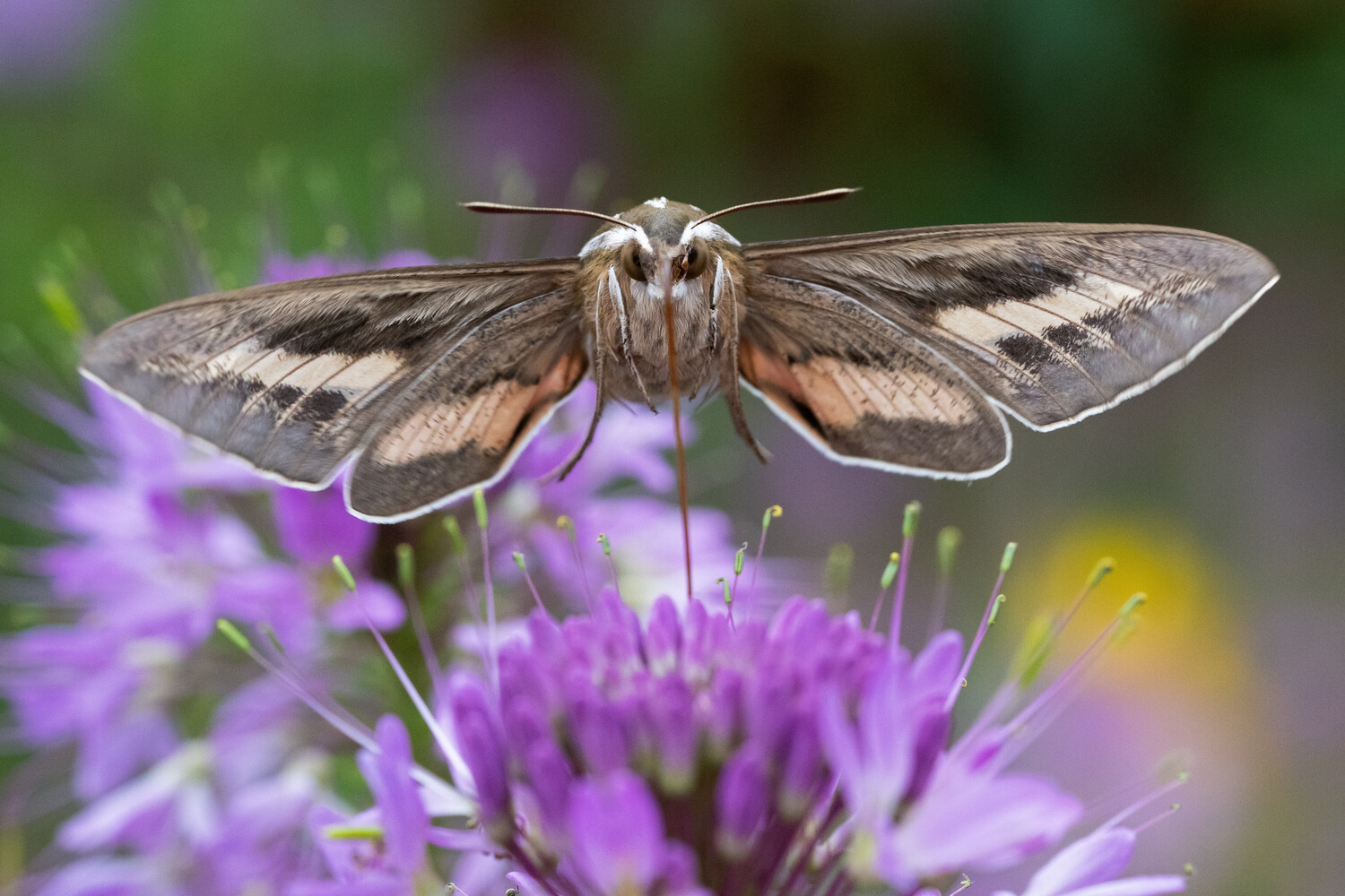 Moth with patterned wings perched on purple flower with extended antennae