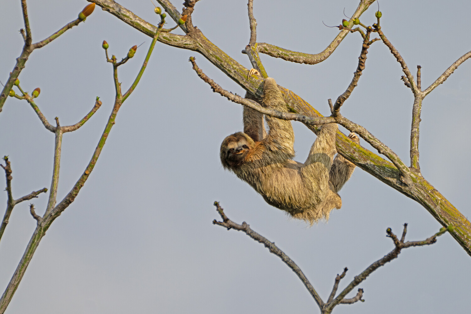 Three-toed sloth hanging upside down from bare tree branch against gray sky