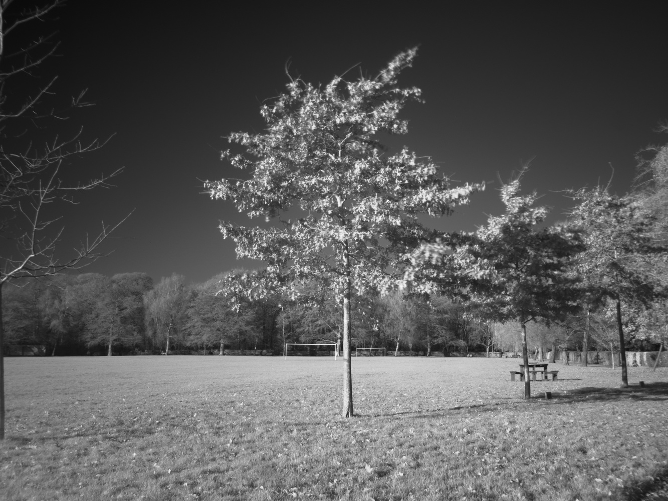 View First attempt at Infrared by Eliott Engel