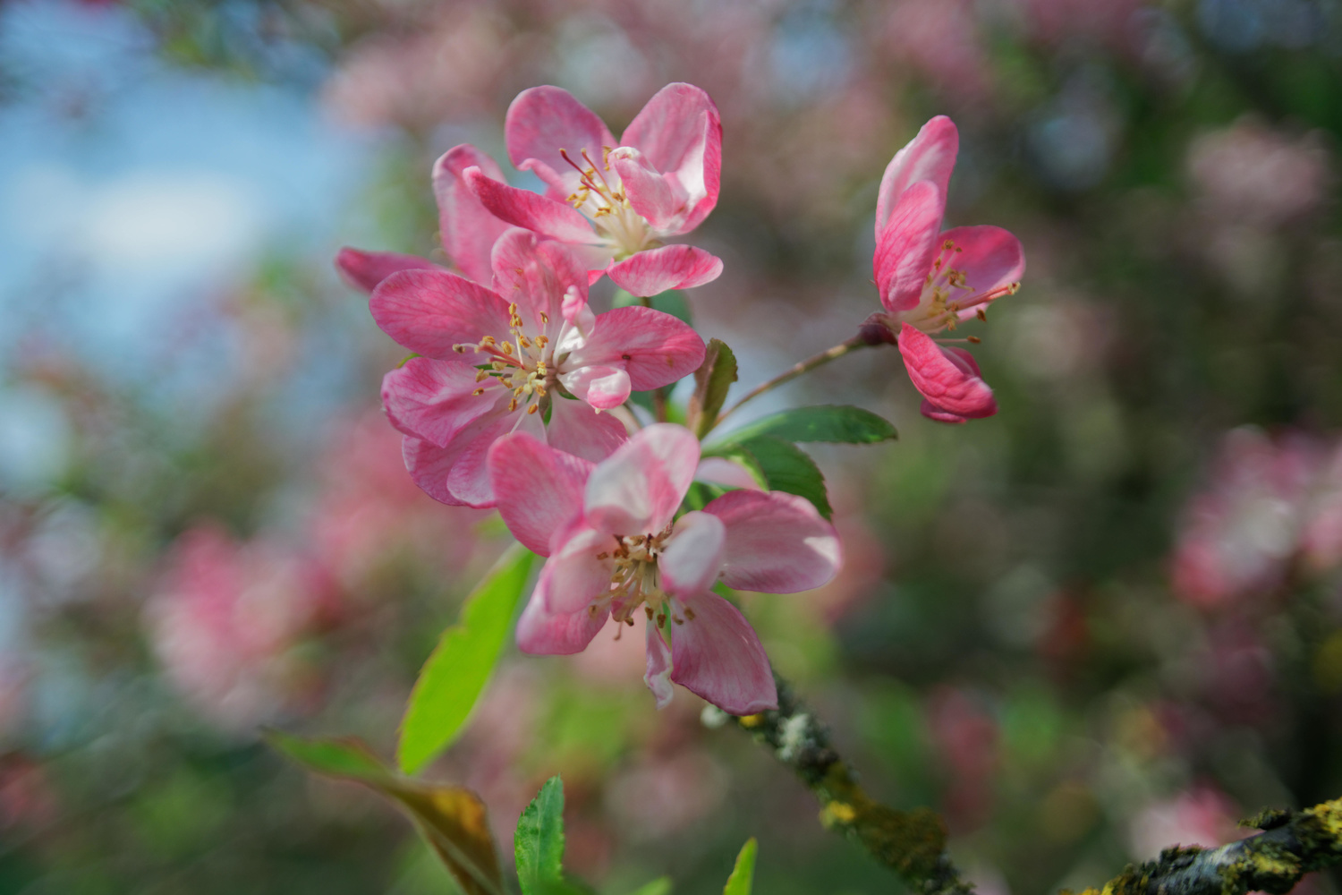 View Vitality of spring by Eliott Engel