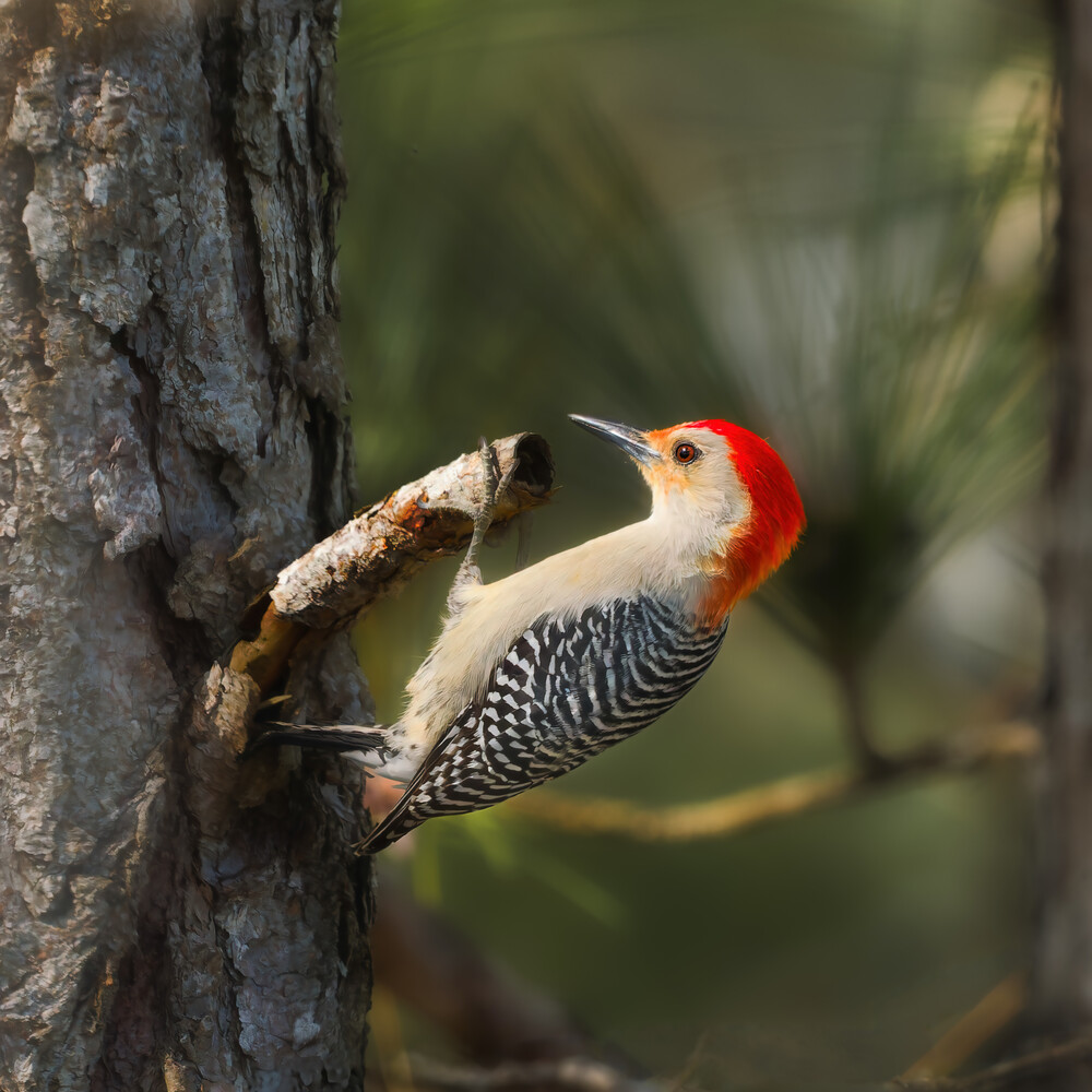 View Red-Bellied Woodpecker by Roy Gipson Young