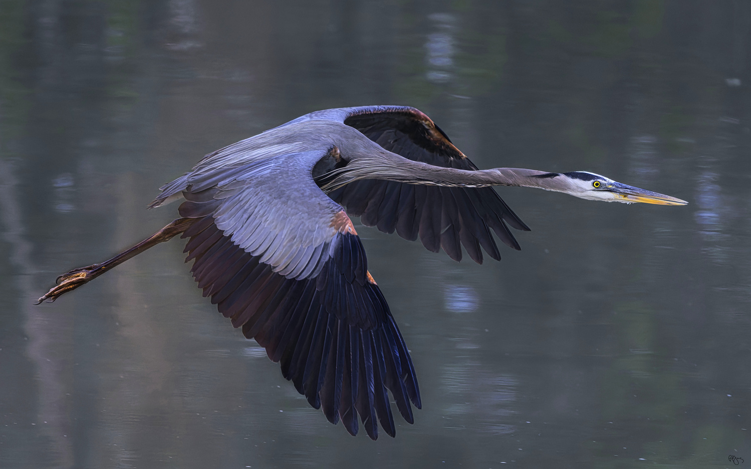 Great Blue Heron - Roy Gipson Young on Fstoppers