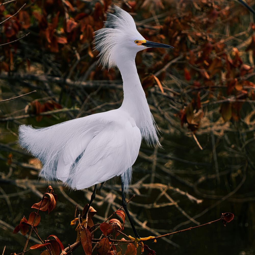 White egret with raised plumage standing among dried brown vegetation