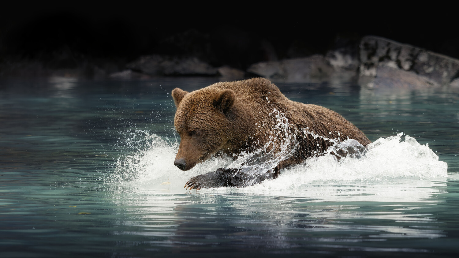 Brown bear swimming through white water in a glacial stream