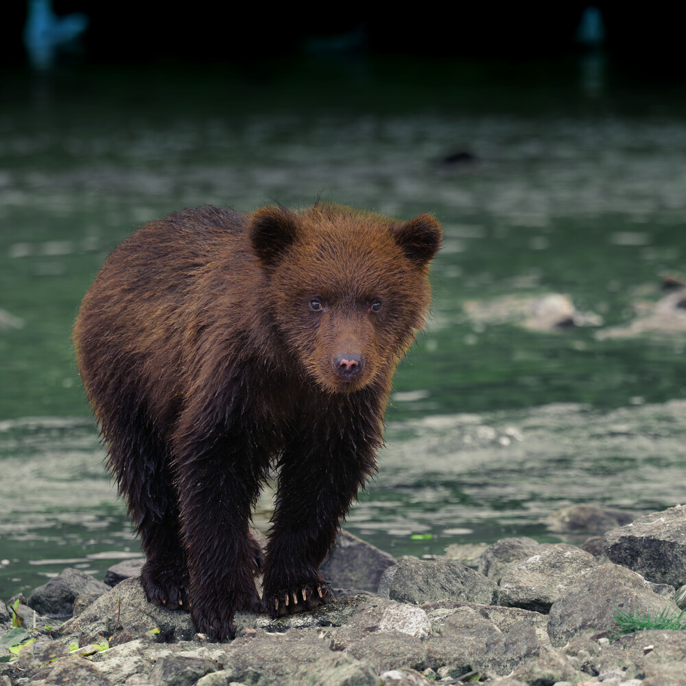Brown bear cub standing on rocky ground near water
