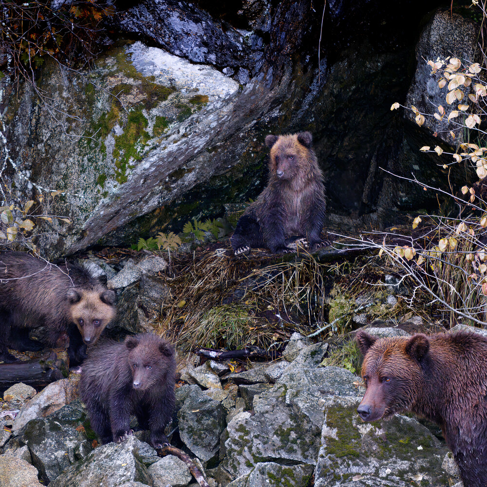 Group of brown bears gathered among moss-covered rocks and fallen logs