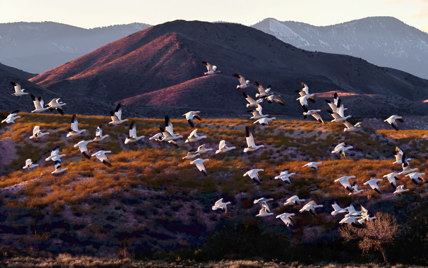 Flock of white birds in flight over golden grassland with dark volcanic mountain backdrop