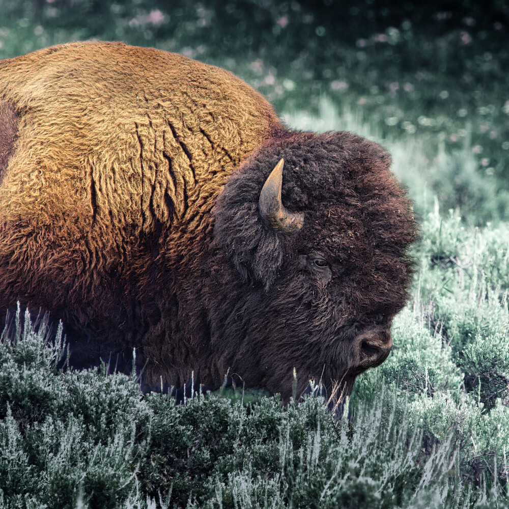 American bison grazing in sagebrush terrain with warm golden and dark brown fur