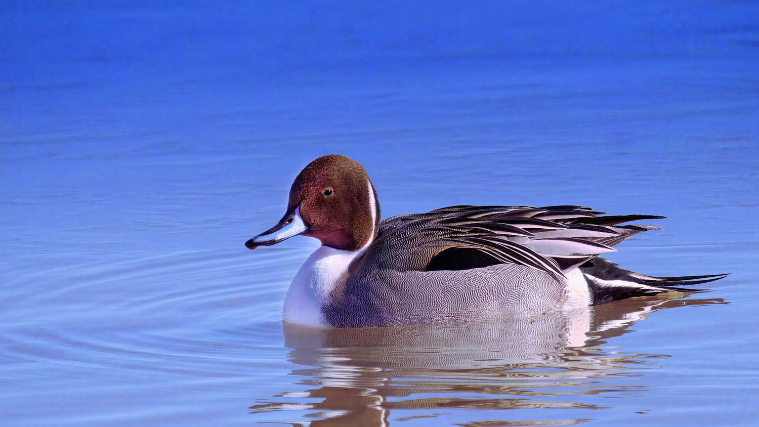 Northern pintail duck swimming on calm blue water with reflection