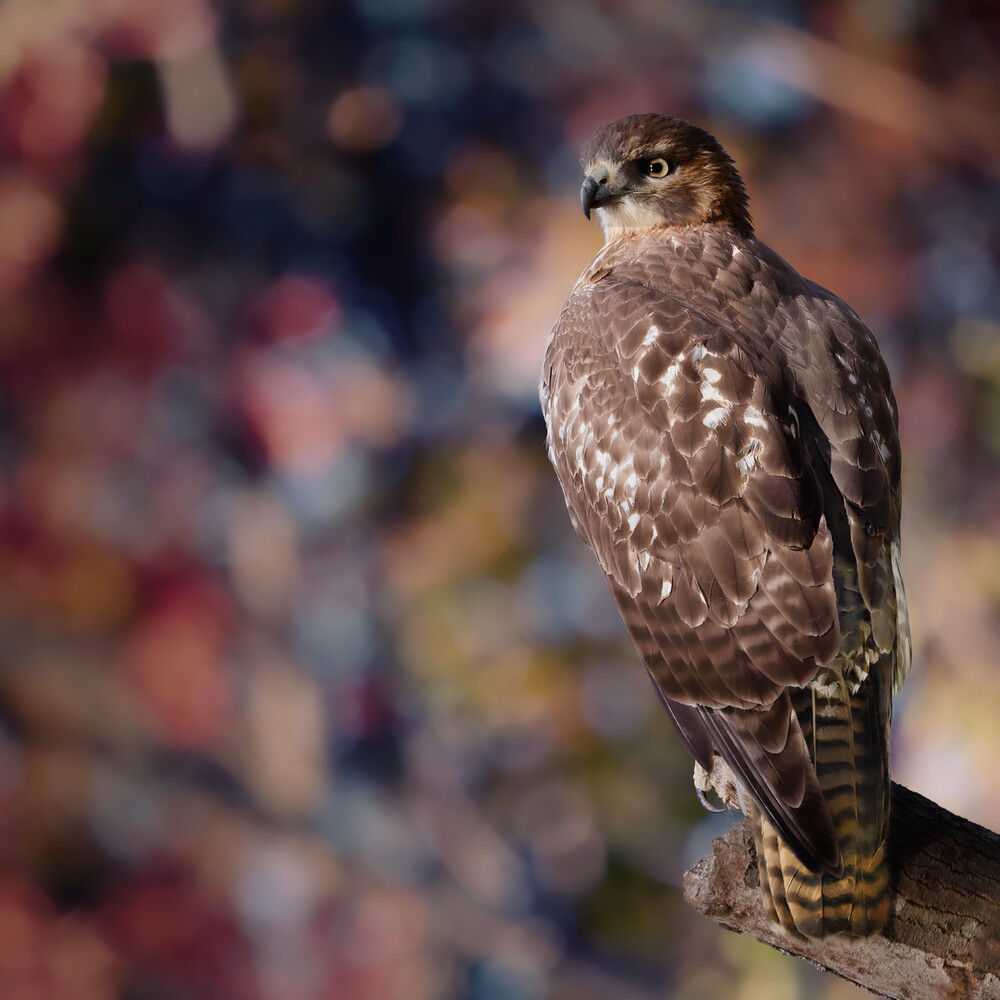 Peregrine falcon perched on rocky surface, sharp focused portrait against blurred background