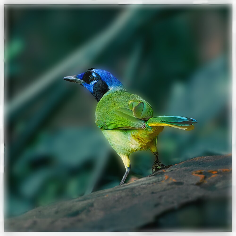 Blue-headed bird with lime green underparts perched on dark wood