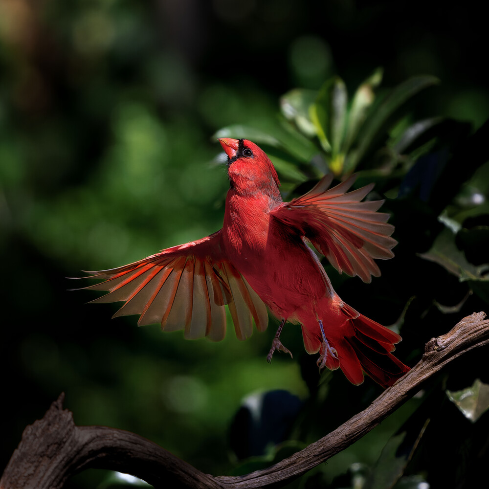 Scarlet macaw with wings spread, perched on a dark branch against blurred green foliage