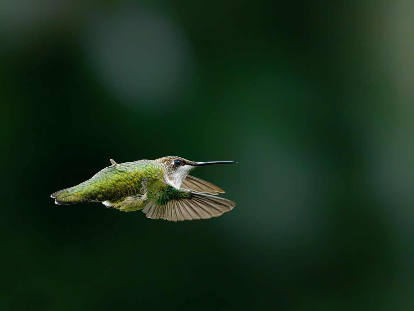 Green hummingbird in flight with wings spread against blurred dark background